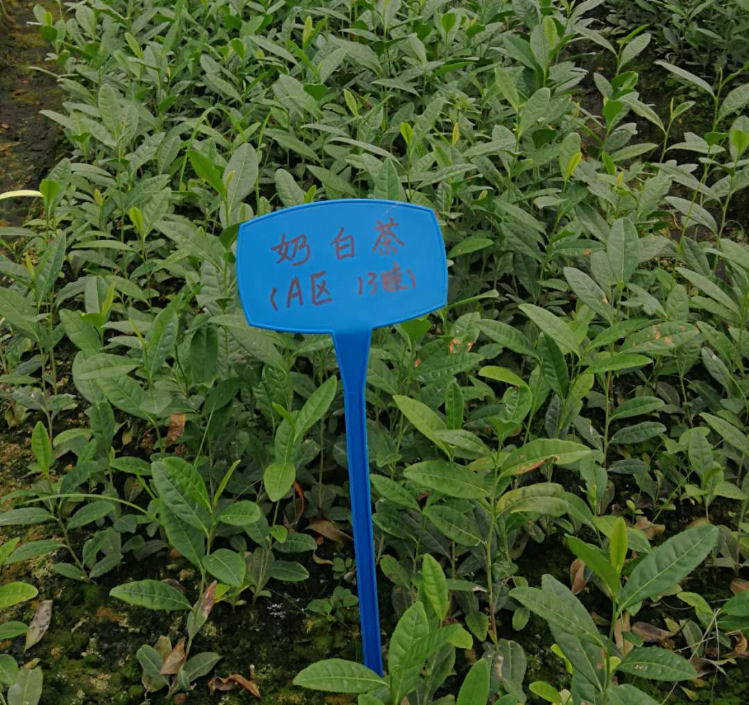 茶樹(shù)植物學(xué)特征特性