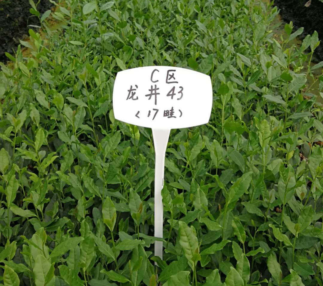 雨量對茶葉的影響？